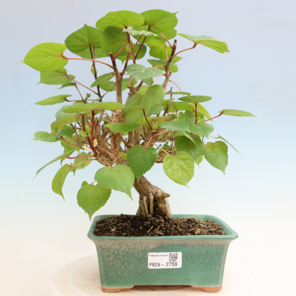 Bonsai domowe - Hibiscus tiliaceus - Hibiskus morski