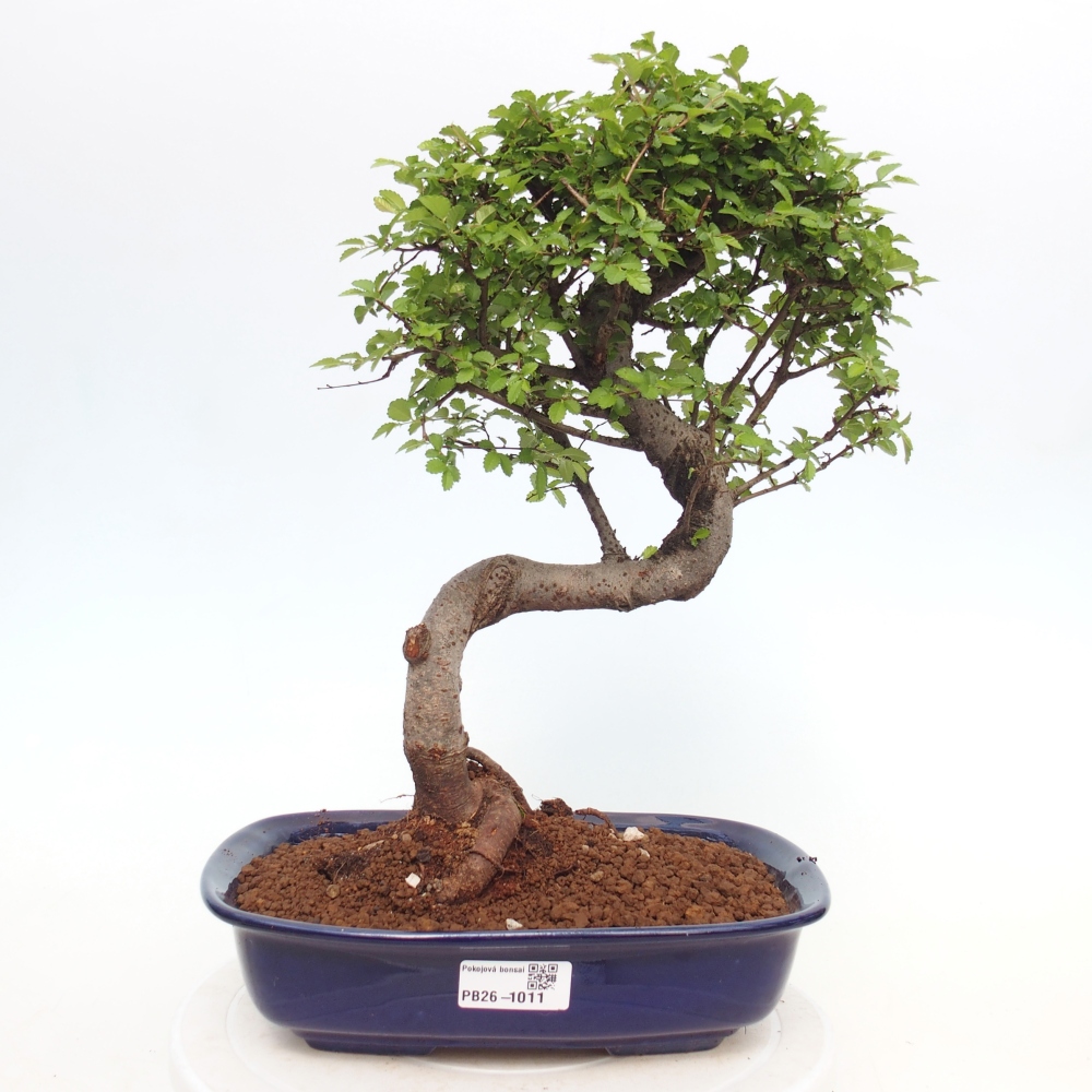 Pokój bonsai - Ulmus parvifolia - Wiąz drobnolistny
