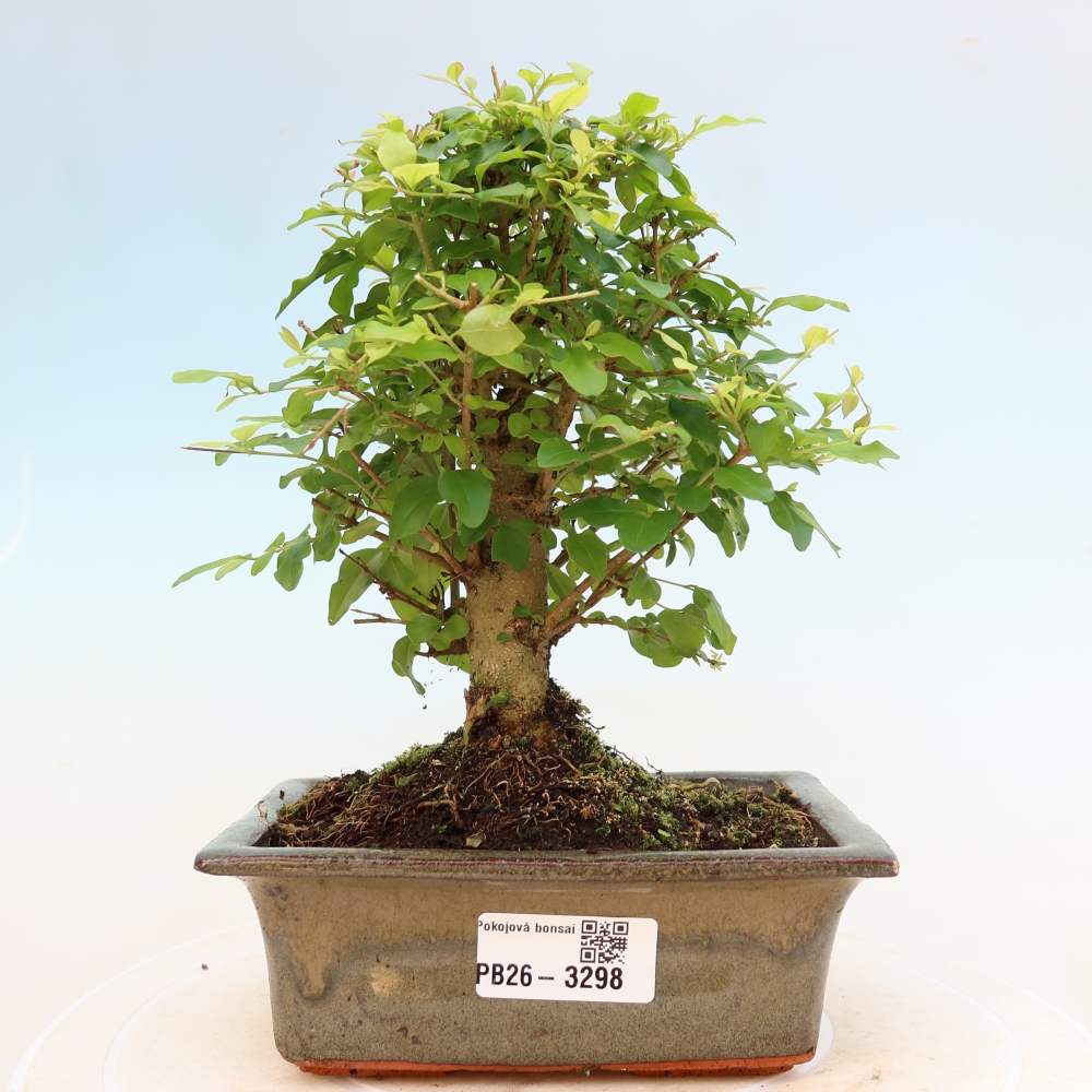 Pokój bonsai - Ligustrum chinensis - Dziób ptaka
