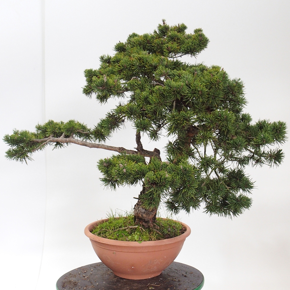 Yamadori - Pinus sylvestris Hiszpania
