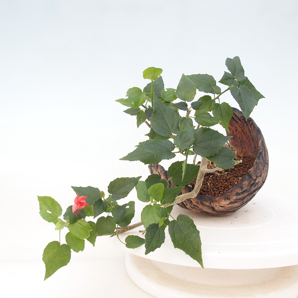 Bonsai domowe - Malvaviscus arboreus