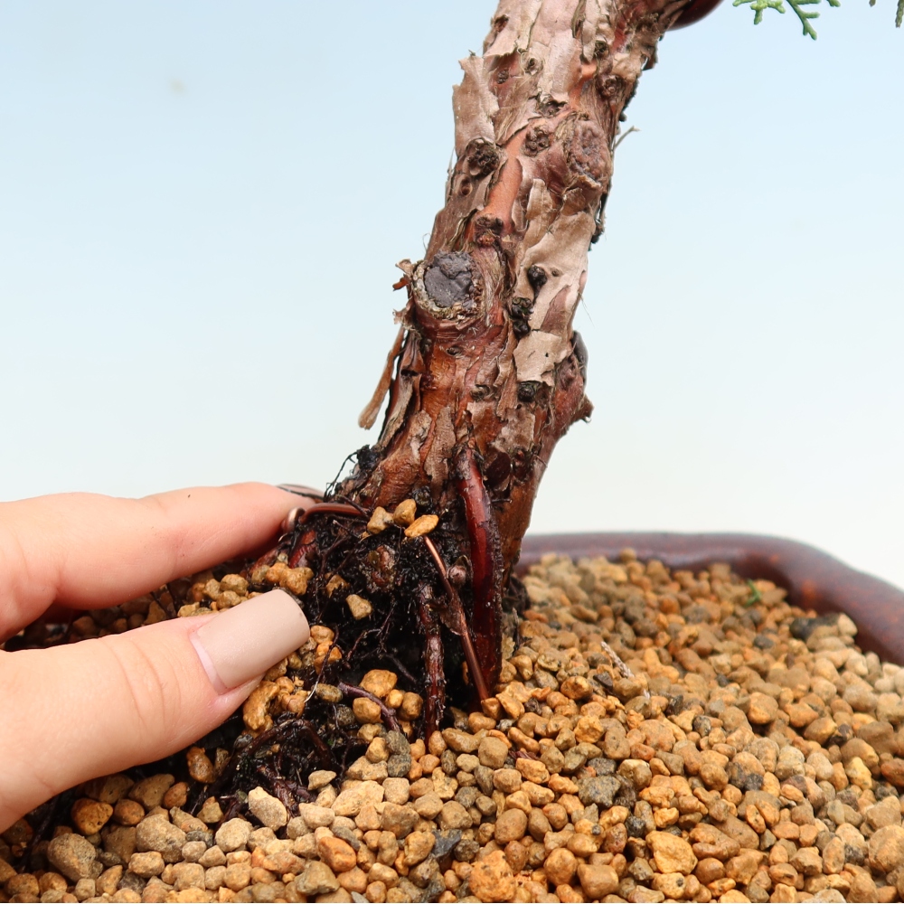 Outdoor bonsai - Juniperus chinensis Kishu