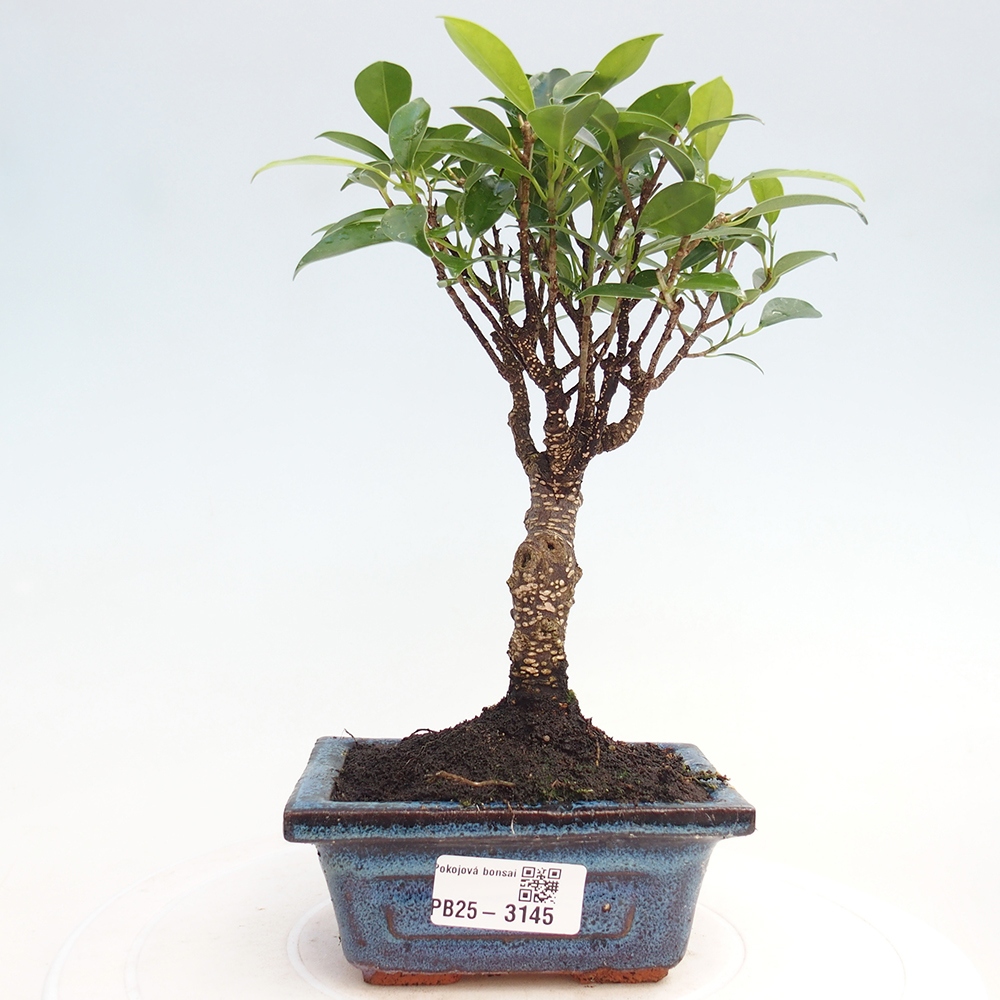 Pokój bonsai Ficus retusa kimmen
