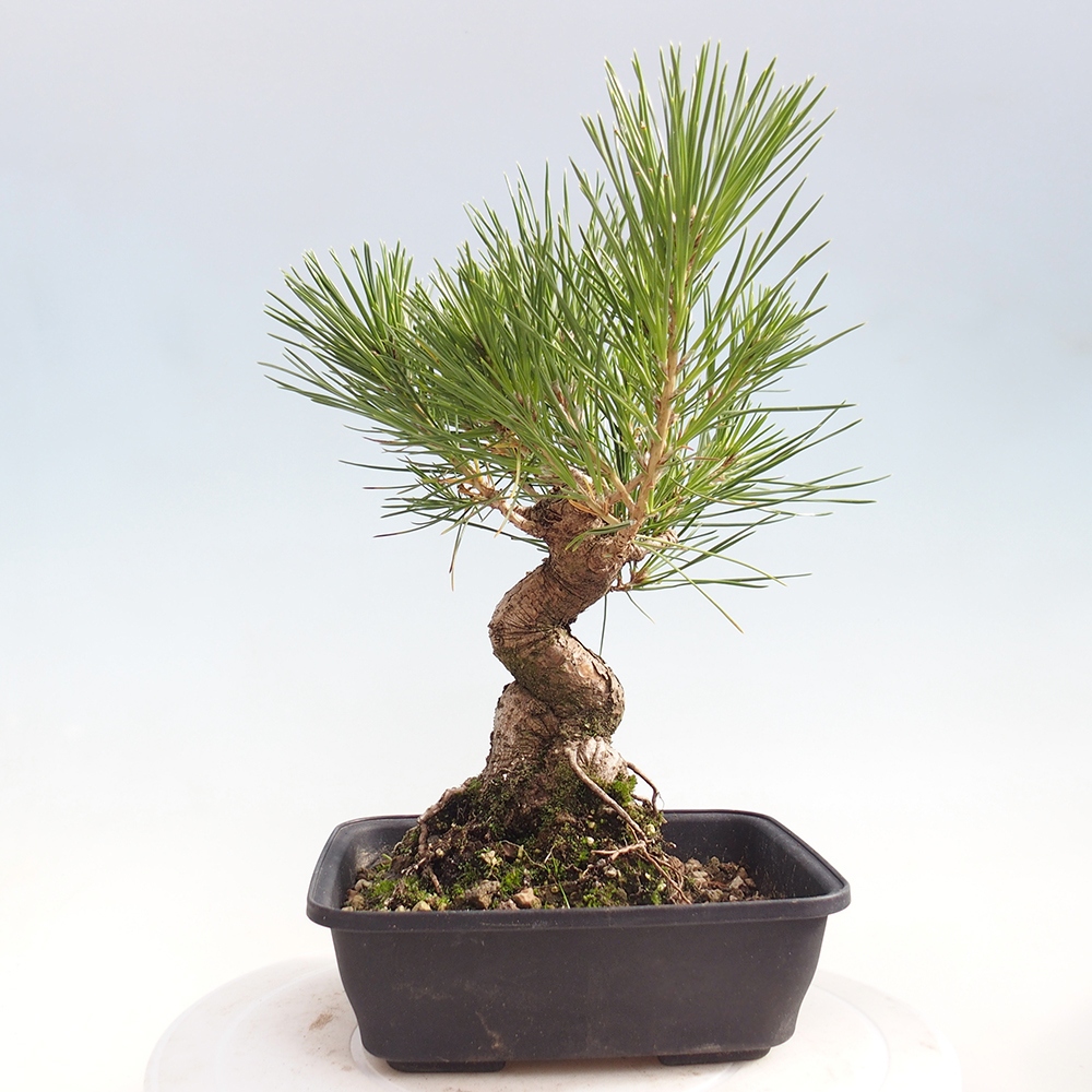 Outdoor bonsai - Pinus thunbergii - sosna Thunberga