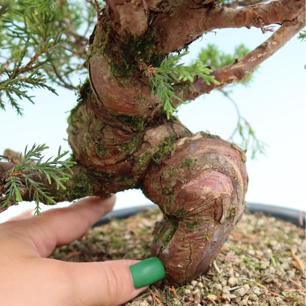 Bonsai ogrodowe – Juniperus chinensis Itoigawa – jałowiec chiński