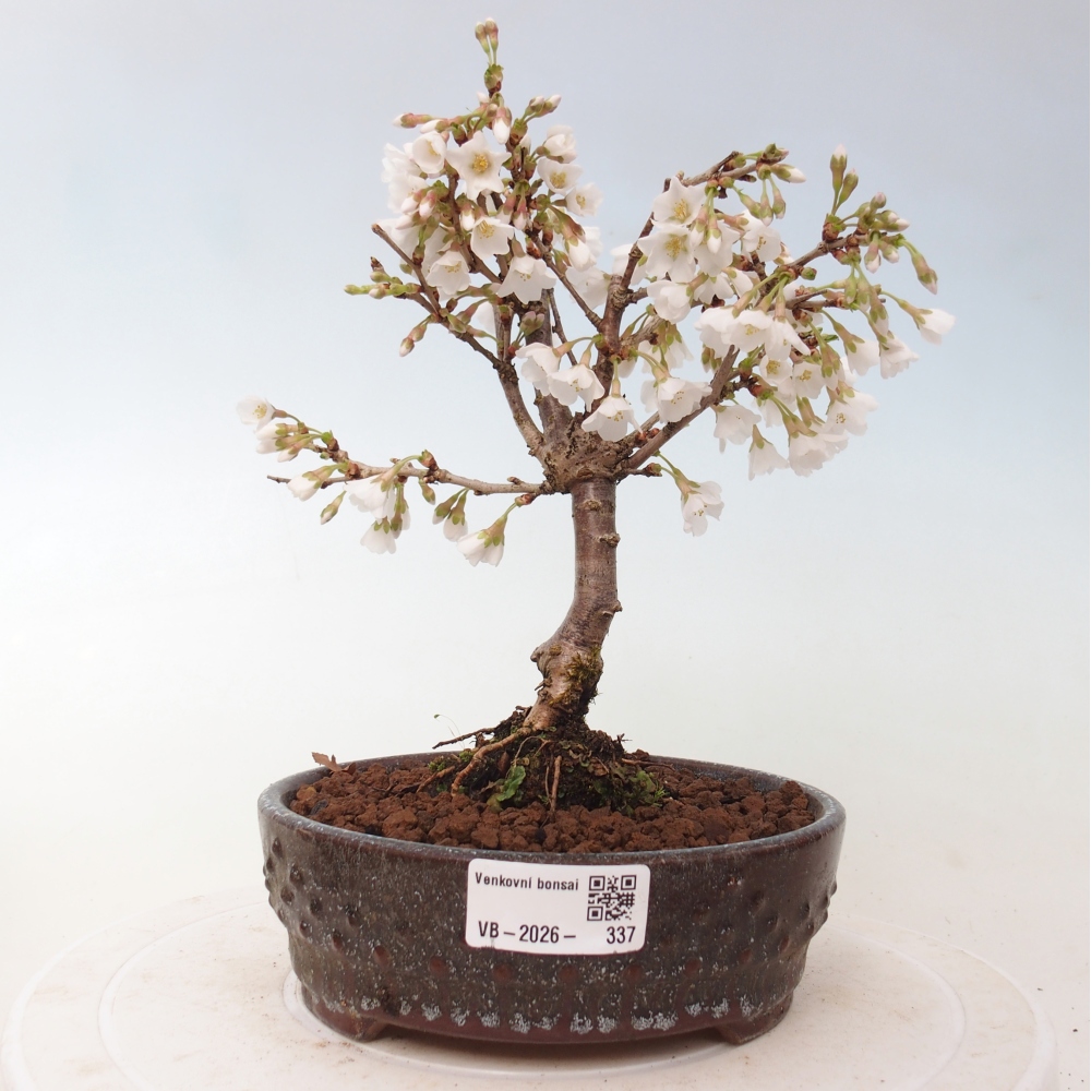 Outdoor bonsai - Prunus incisa Kojou-no mai-Plivon wycięty
