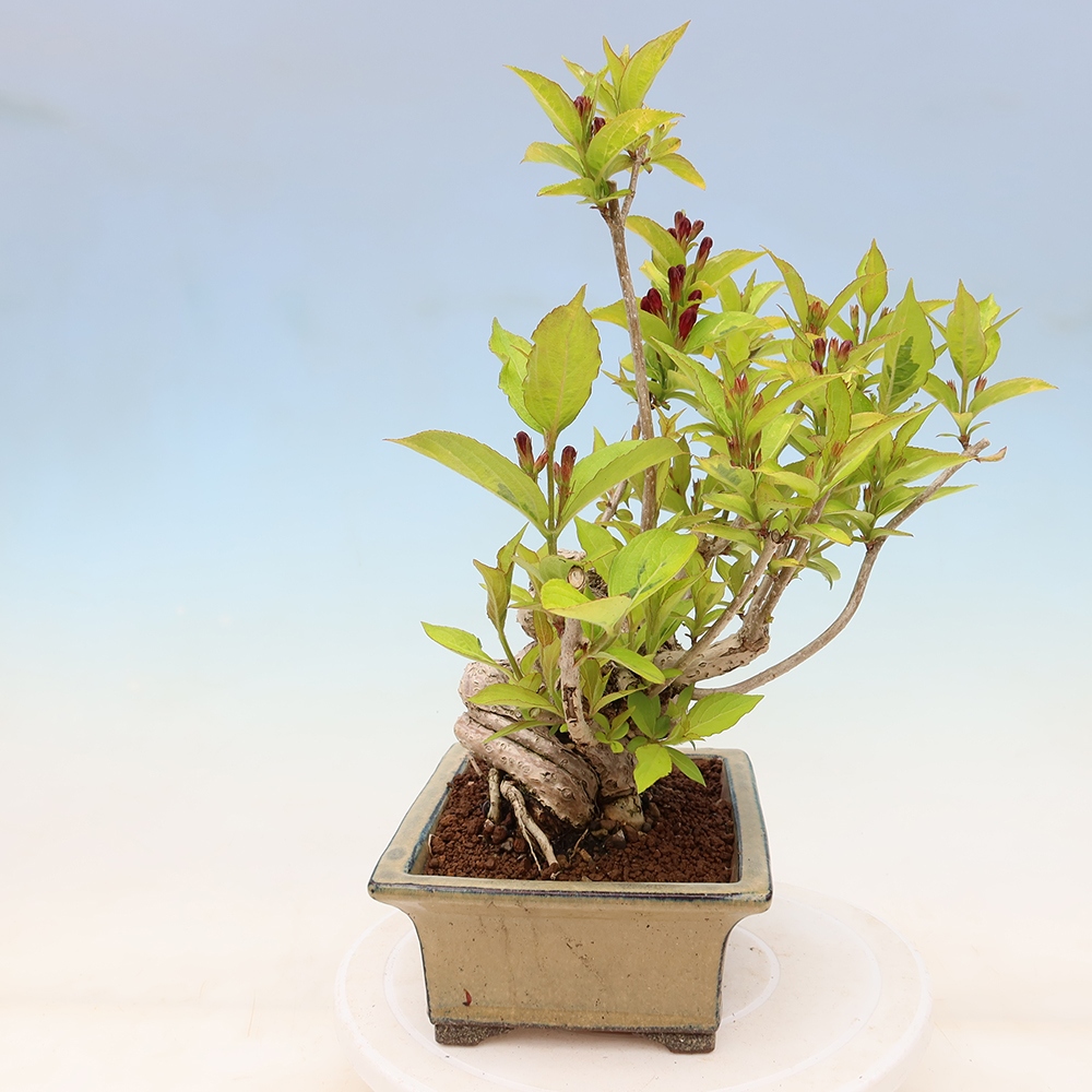 Bonsai ogrodowe – Weigela subsessilis – Weigela koreańska