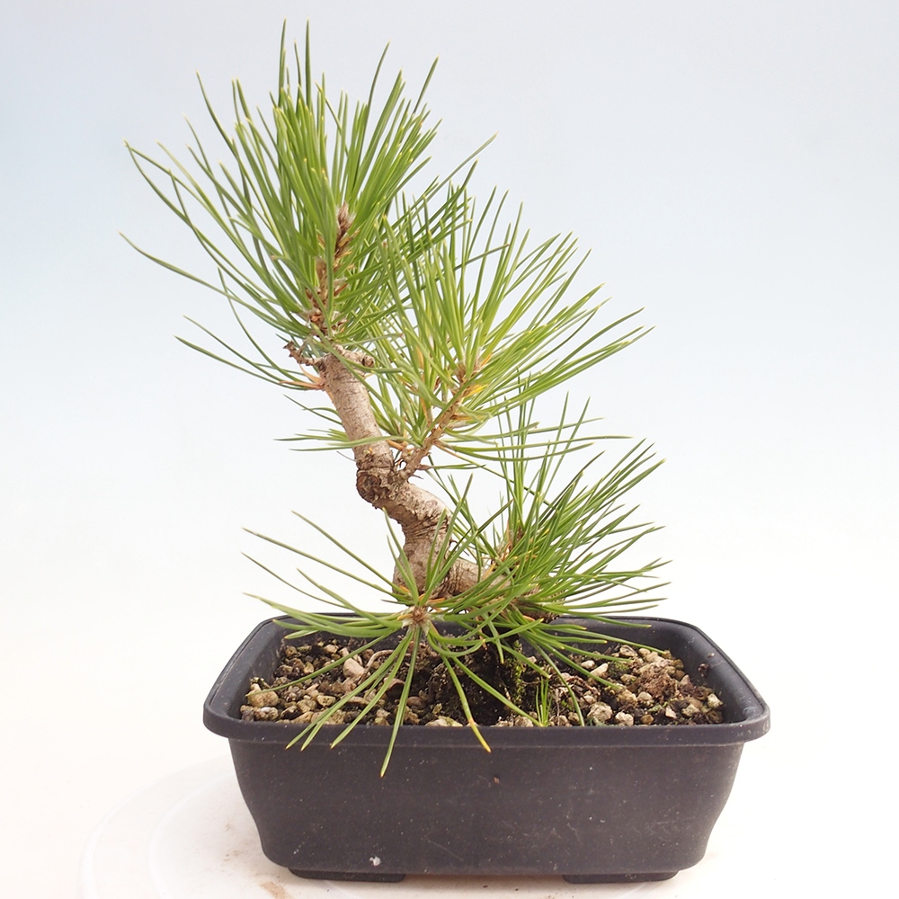 Outdoor bonsai - Pinus thunbergii - sosna Thunberga