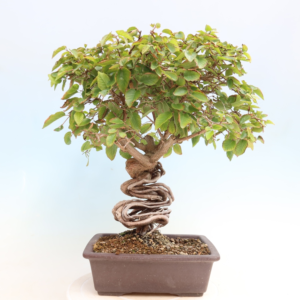 Outdoor bonsai - Carpinus CARPINOIDES - grab koreański