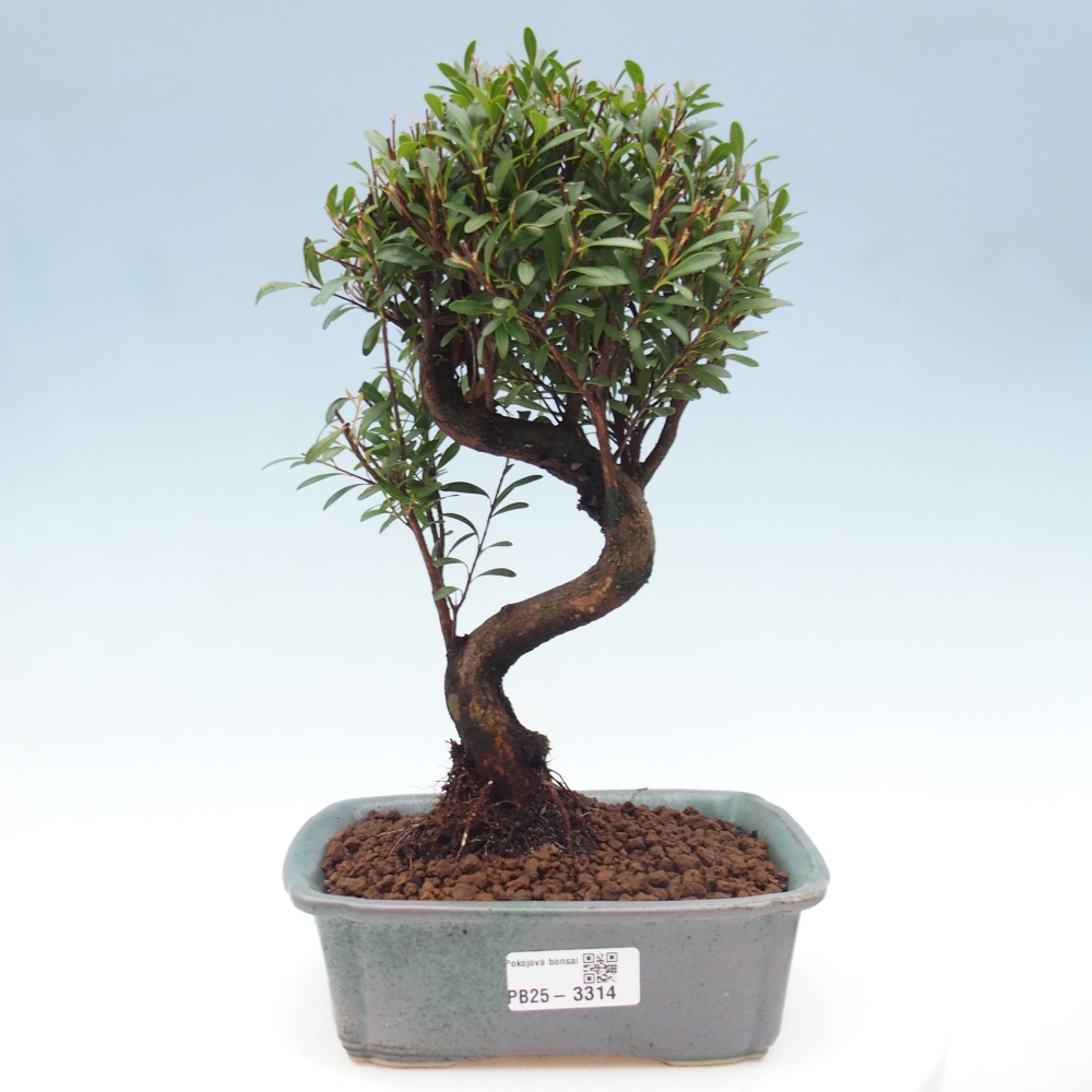 Pokój bonsai - Syzygium - Pimento