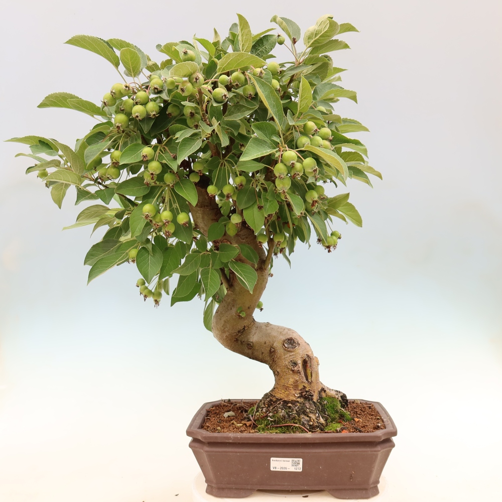 Outdoor bonsai - Malus halliana - Jabłoń drobnoowocowa