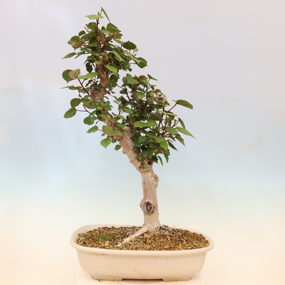 Bonsai domowe - Hibiscus tiliaceus - Hibiskus morski