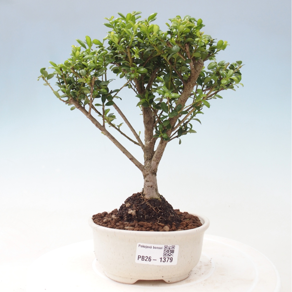 Pokój bonsai - Ilex crenata - Ostrokrzew