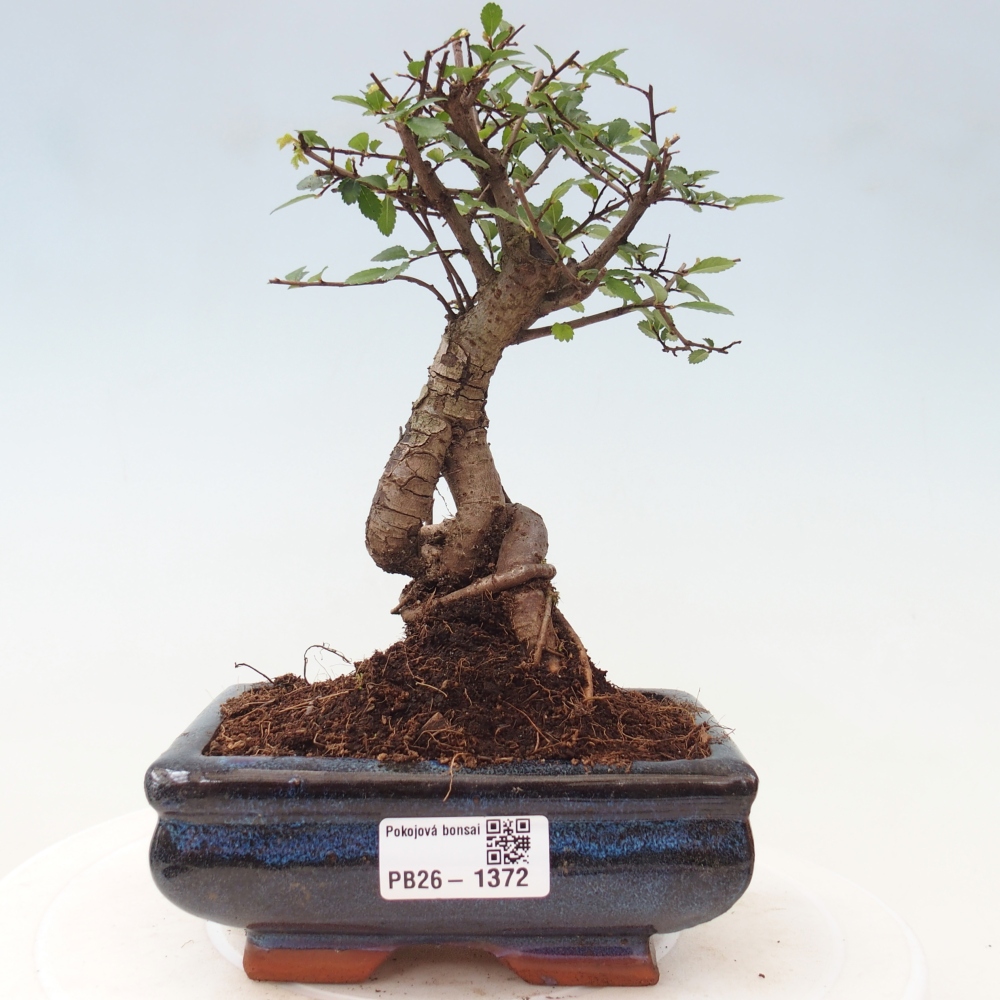 Pokój bonsai - Ulmus parvifolia - Wiąz drobnolistny