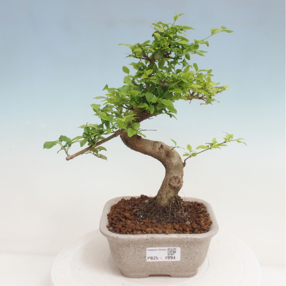 Indoor bonsai -Ligustrum chinensis - dziób ptaka
