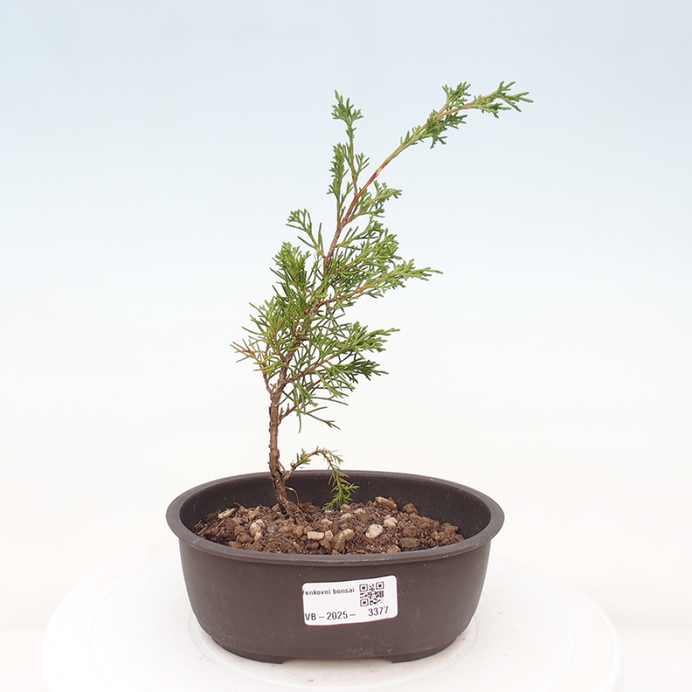 Outdoor bonsai - Juniperus chinensis Itoigawa - Jałowiec chiński