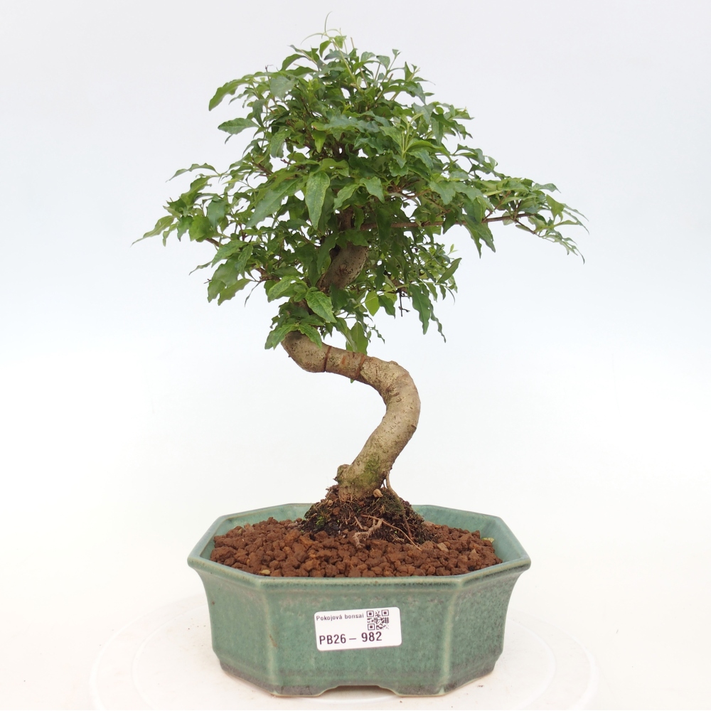 Pokój bonsai - Ligustrum chinensis - Dziób ptaka