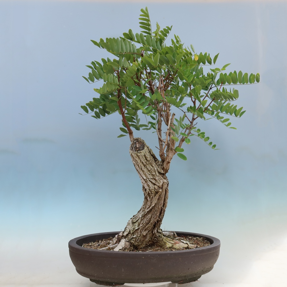 Bonsai ogrodowe – Trnovník  Akacja – Robinia pseudoacacia