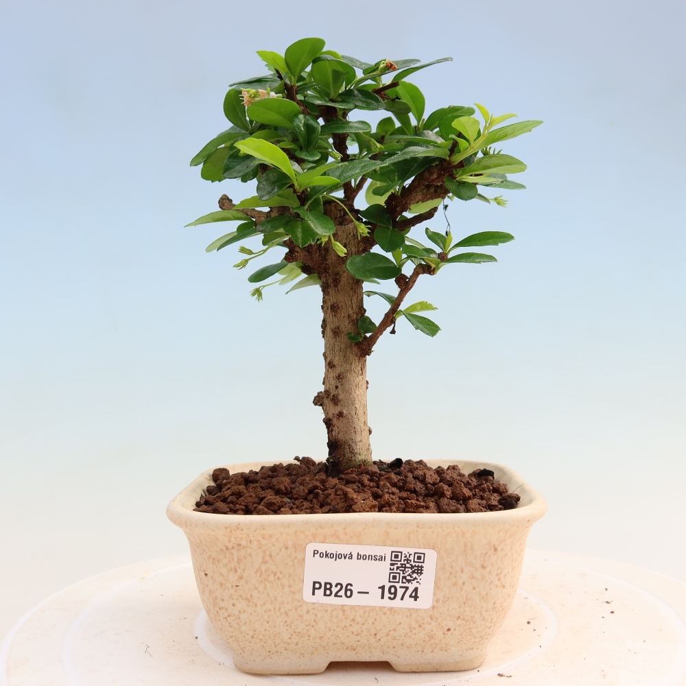 Bonsai pokojowe - Carmona macrophylla - Tea fuki