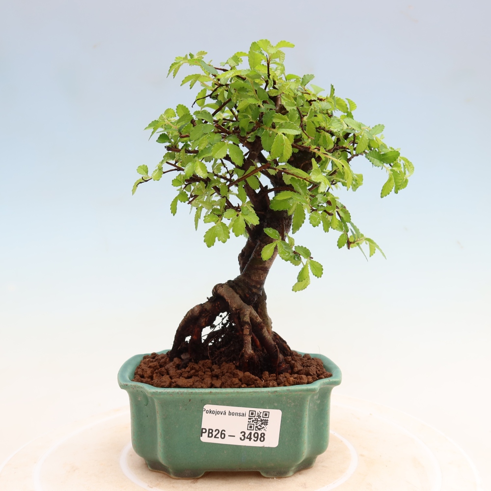 Pokój bonsai - Ulmus parvifolia - Wiąz drobnolistny