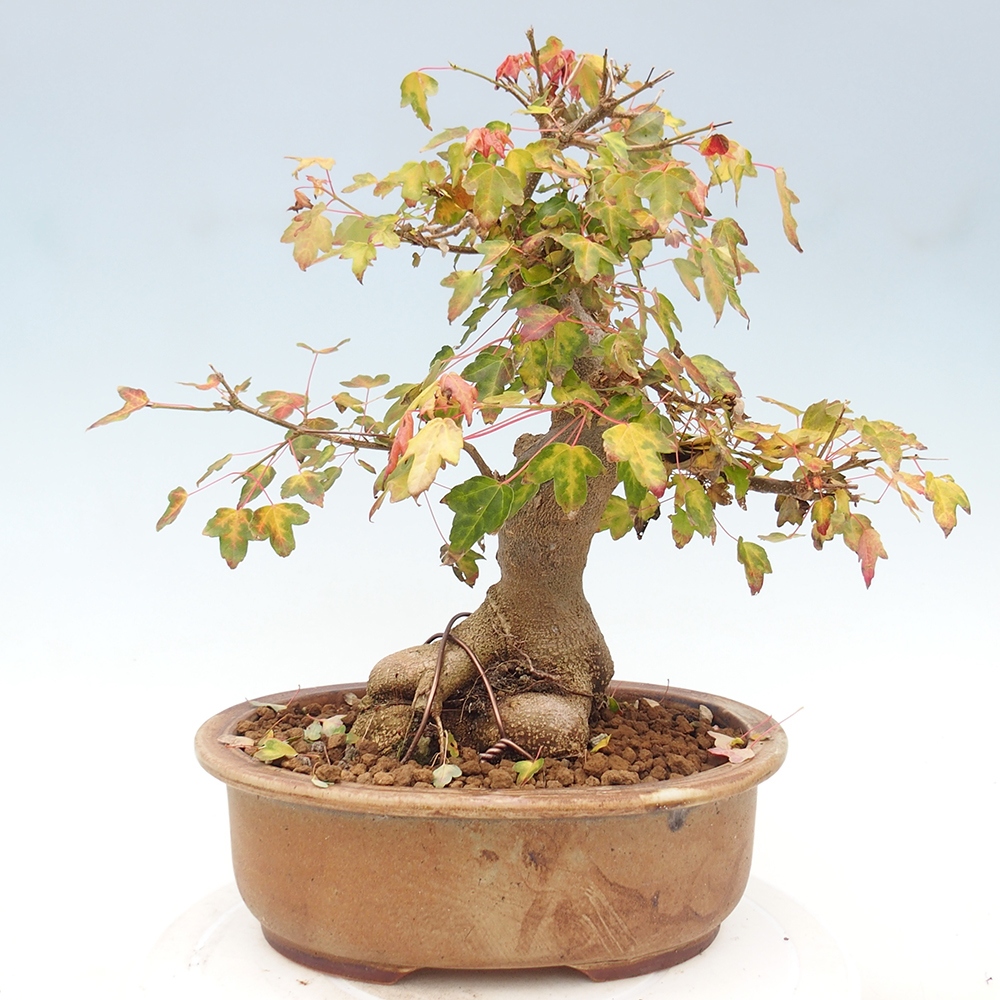 Outdoor bonsai - Acer Buergerianum - Klon Burger