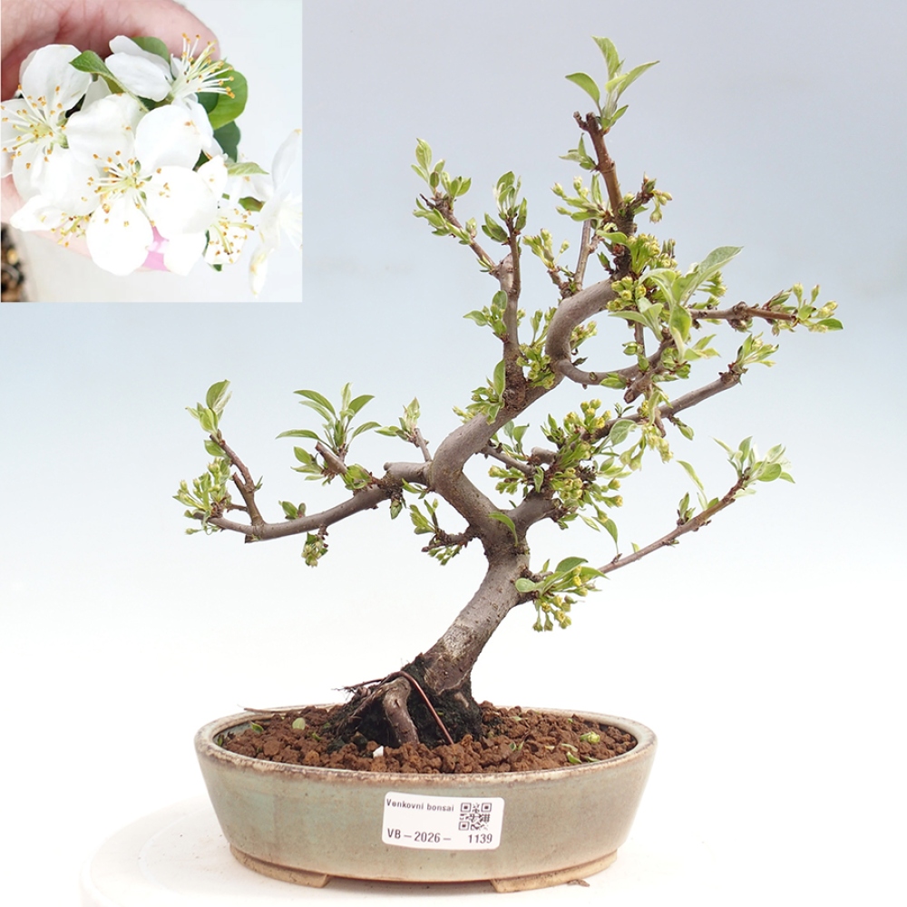 Outdoor bonsai - Malus sargentii - Jabłoń drobnoowocowa