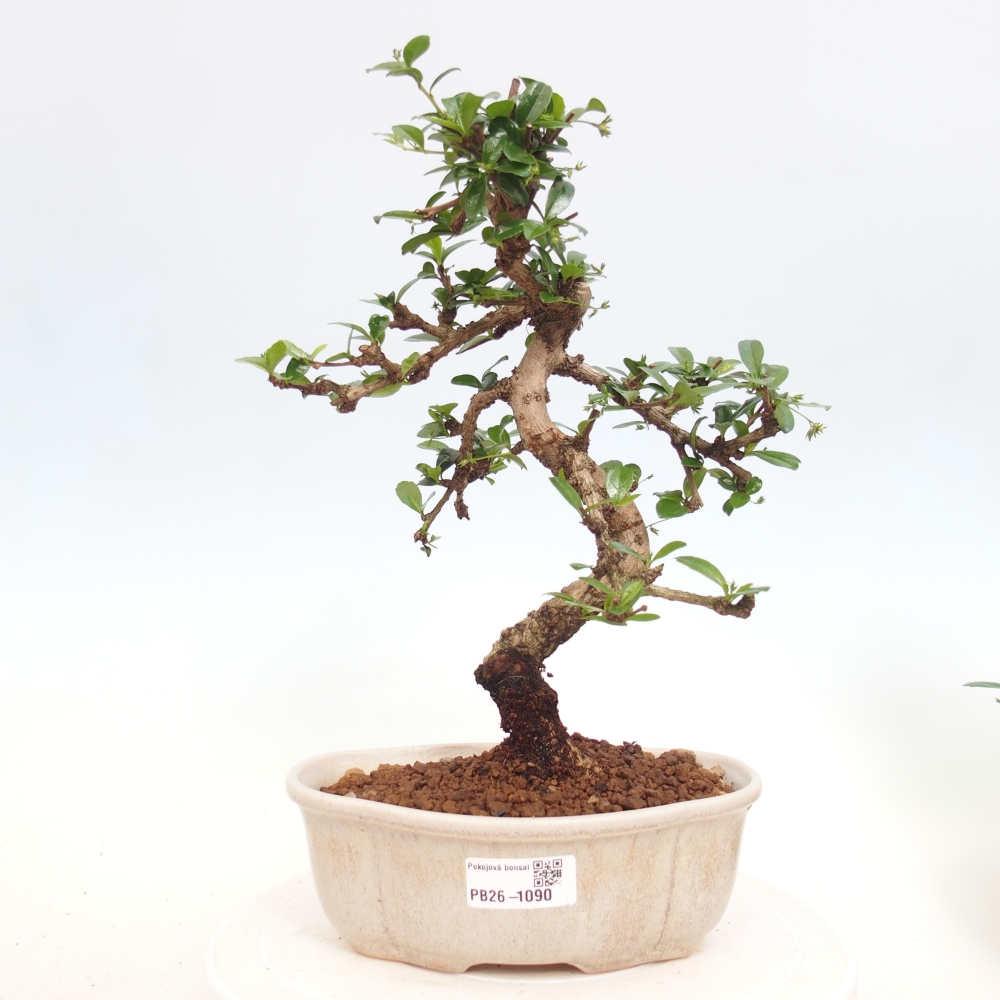 Bonsai pokojowe - Carmona macrophylla - Tea fuki