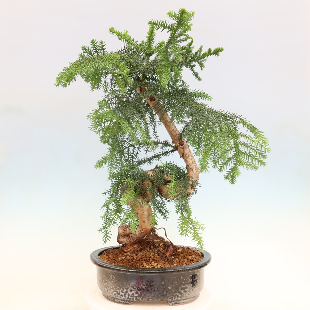 Bonsai domowe – araukaria – domowa sosenka