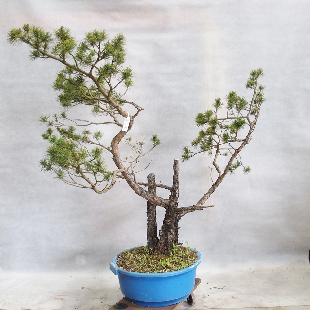Yamadori - Pinus sylvestris 