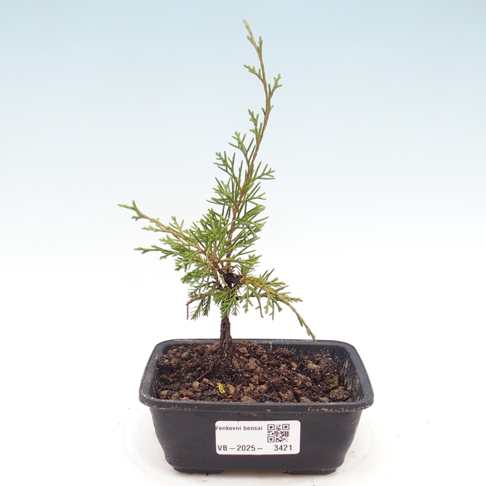 Outdoor bonsai - Juniperus chinensis Itoigawa