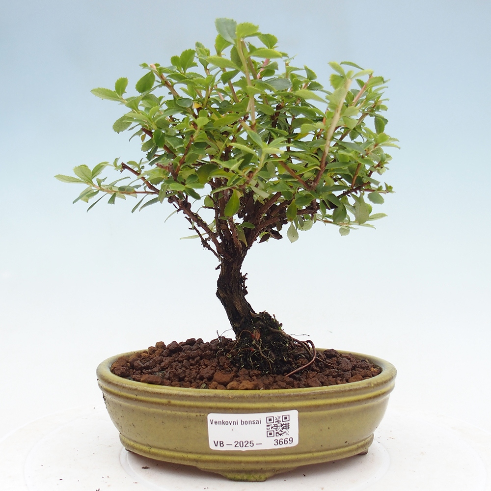 Bonsai zewnętrzne - Escallonia „Dart's Rosy Red” - Urojenie