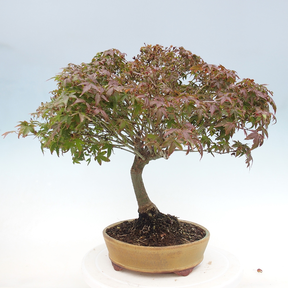 Acer palmatum KIOHIME - klon palmowy
