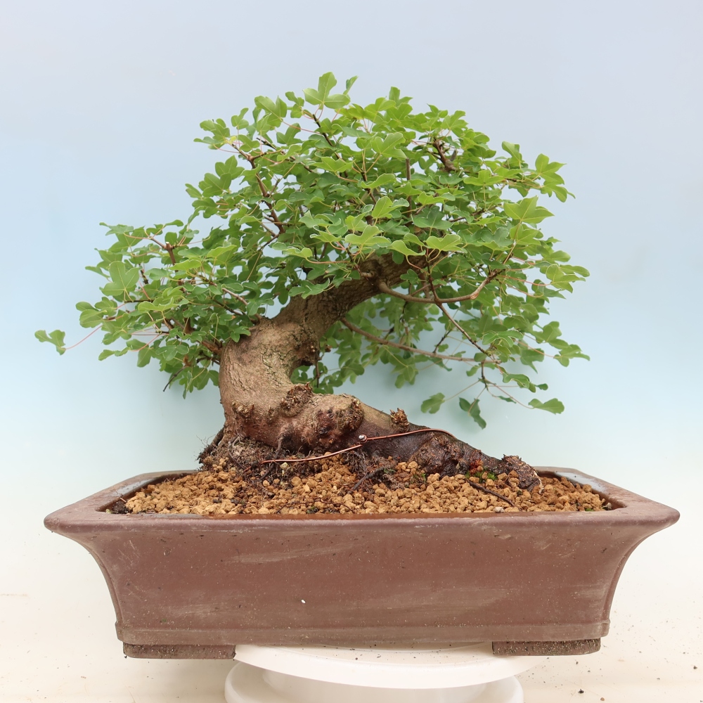 Bonsai ogrodowe – klon polny – Acer campestre
