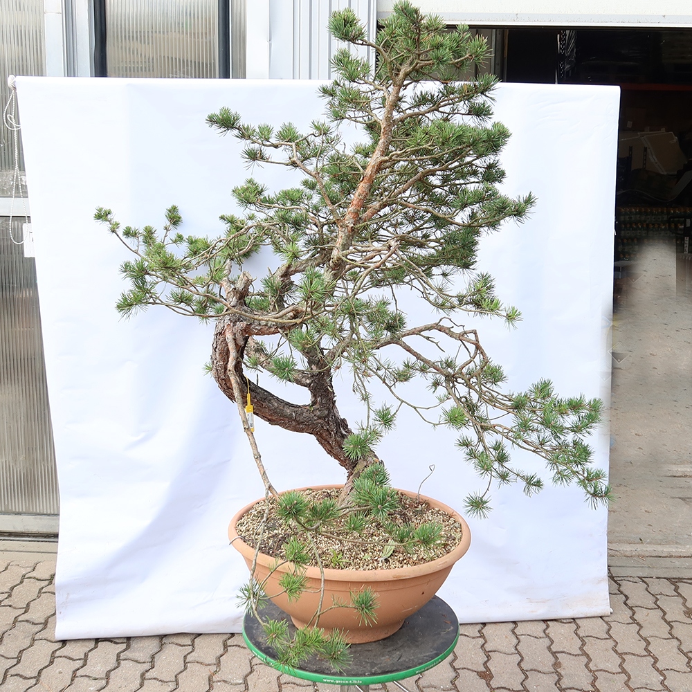 Pinus sylvestris Hiszpania – sosna zwyczajna