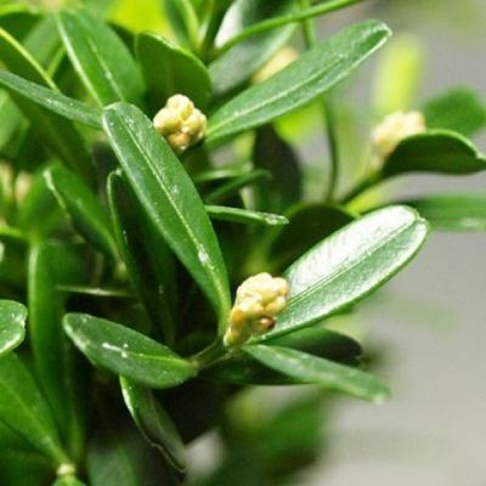 Pokój bonsai - Buxus harlandii - buxus korkowy