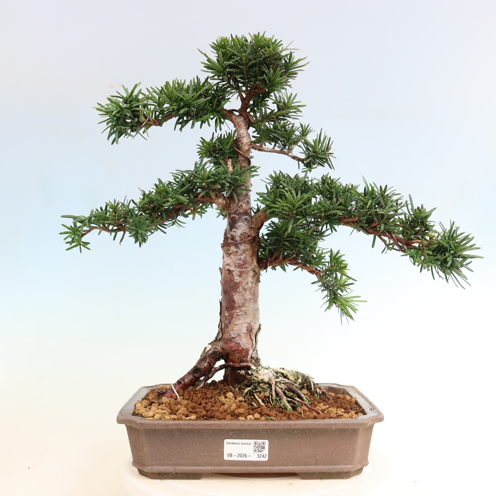 Bonsai ogrodowe – Taxus cuspidata – cis japoński