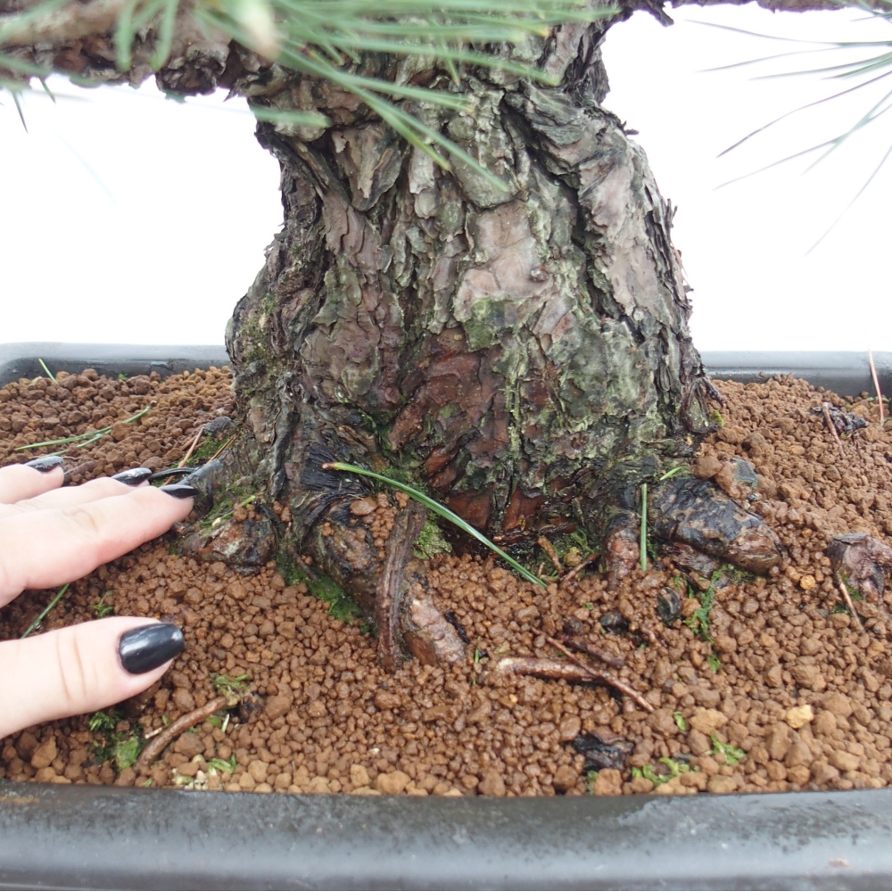 Bonsai ogrodowe - Pinus thunbergii - Sosna Thunberg