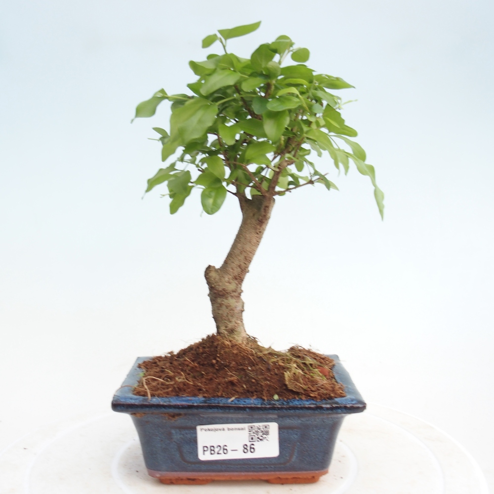 Pokój bonsai - Ligustrum chinensis - Dziób ptaka