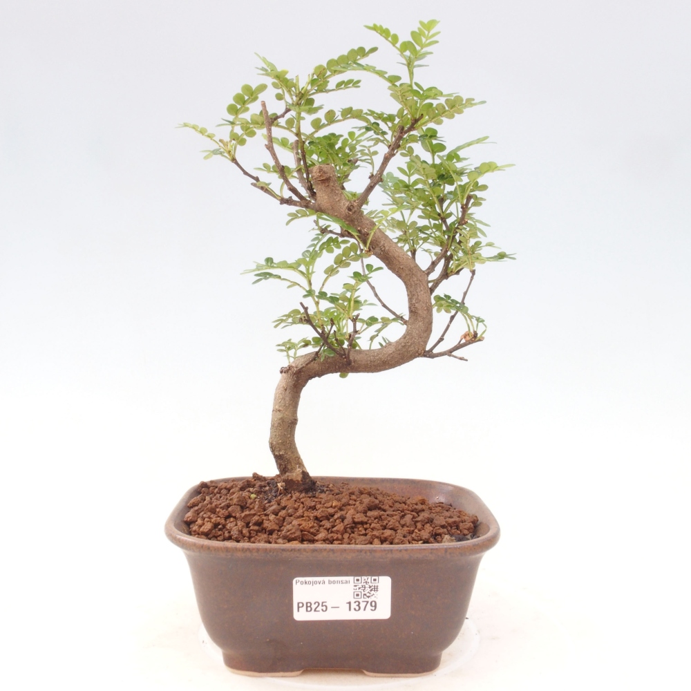 Kryty bonsai - Zantoxylum piperitum - Mięta pieprzowa