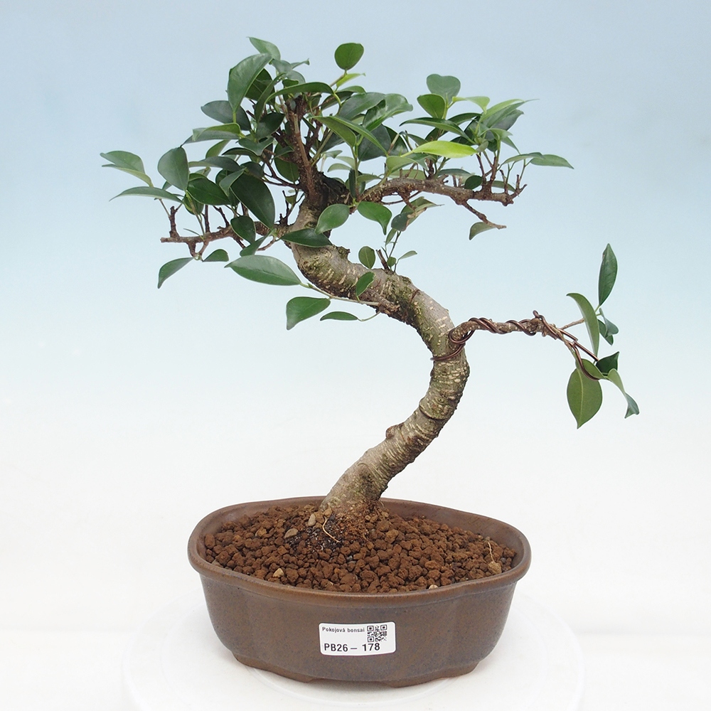 Pokój bonsai - Ficus retusa - figowiec drobnolistny