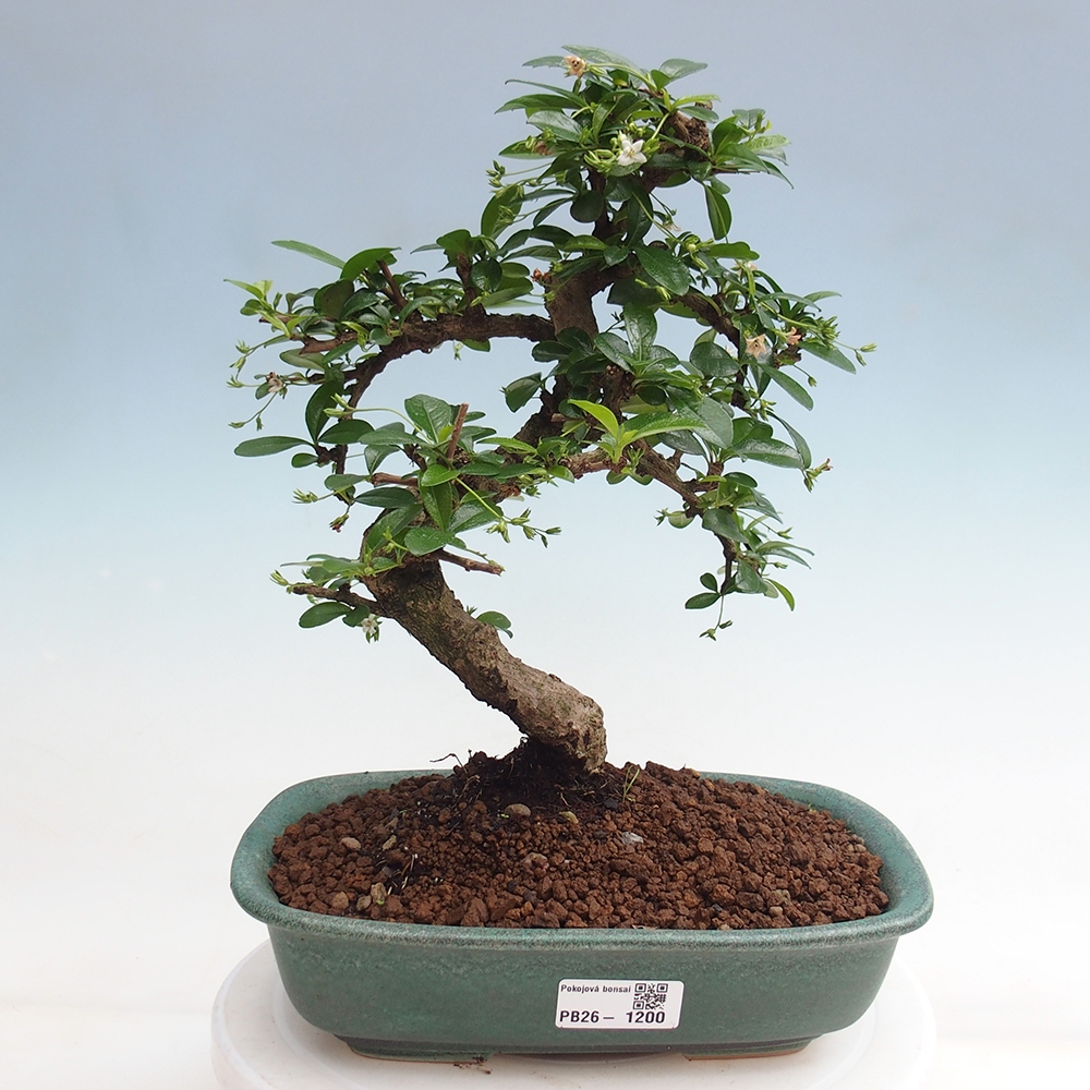 Bonsai pokojowe - Carmona macrophylla - Tea fuki