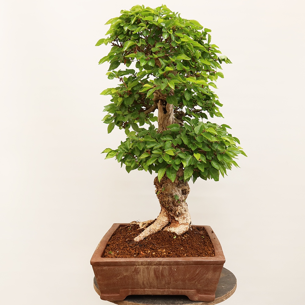 Bonsai plenerowe - Carpinus Coreana - grab koreański
