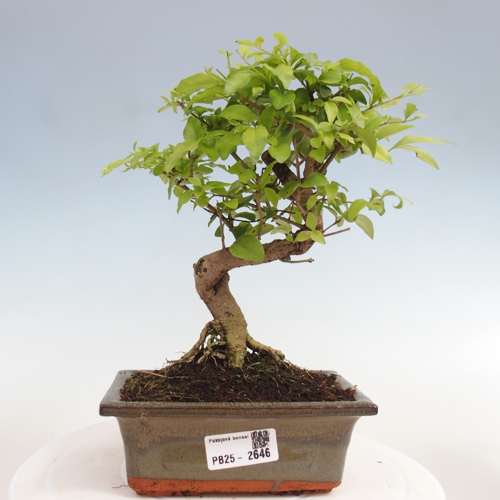 Kryte bonsai - Ligustrum chinensis - widok z lotu ptaka