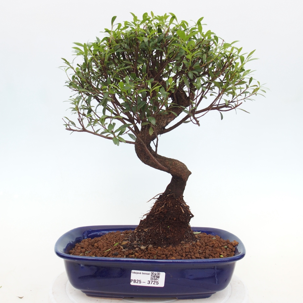 Pokój bonsai - Syzygium - Pimento