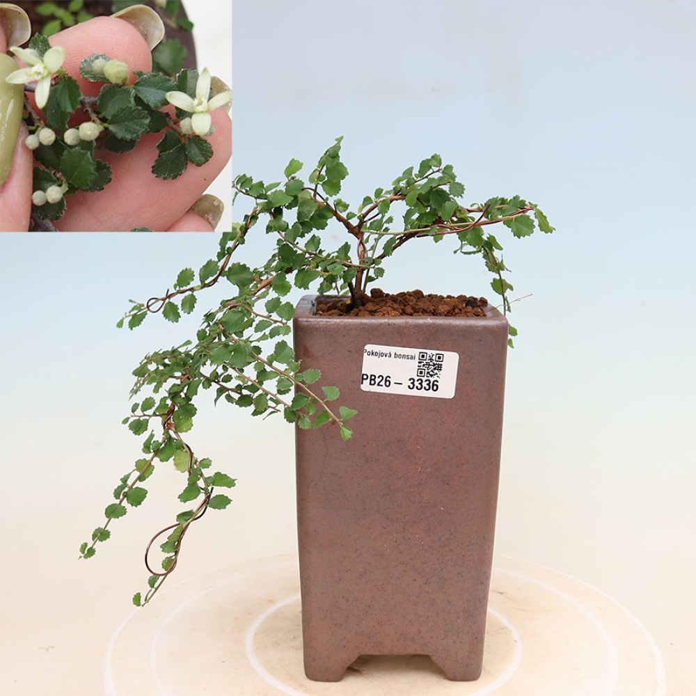 Pokój bonsai - Grewia sp. - Grewia malafolia