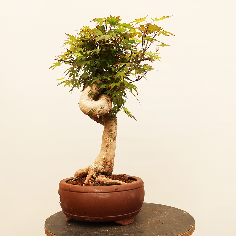 Outdoor bonsai - Klon palmowy - Palmy