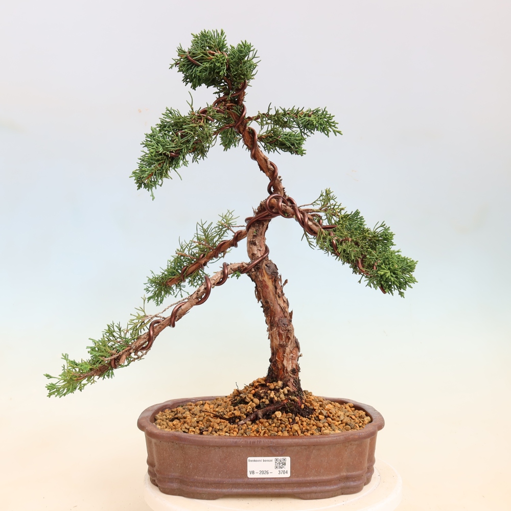 Outdoor bonsai - Juniperus chinensis Kishu