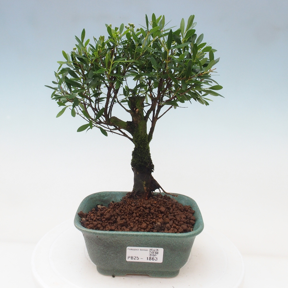 Pokój bonsai - Syzygium - Pimentovník