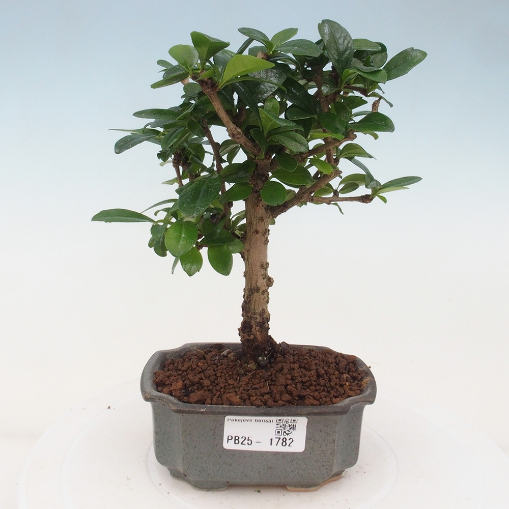 Bonsai wewnętrzne - Carmona makrophylla - Herbata Fuki