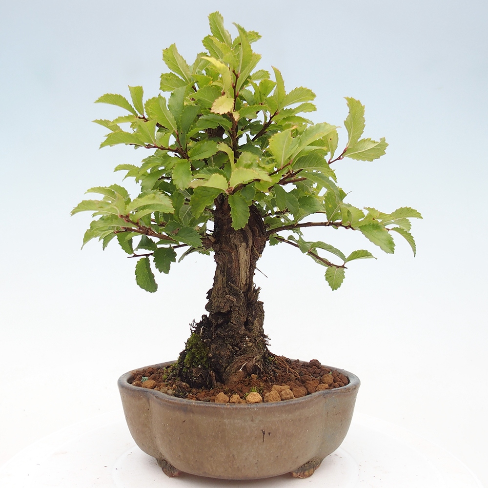 Bonsai zewnętrzne - Zelkova - Zelkova NIRE